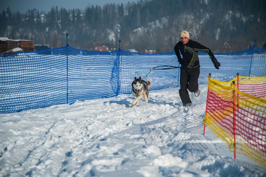 From Krakow: Dogsled Ride in Tatra Mountain - Key points to know before booking