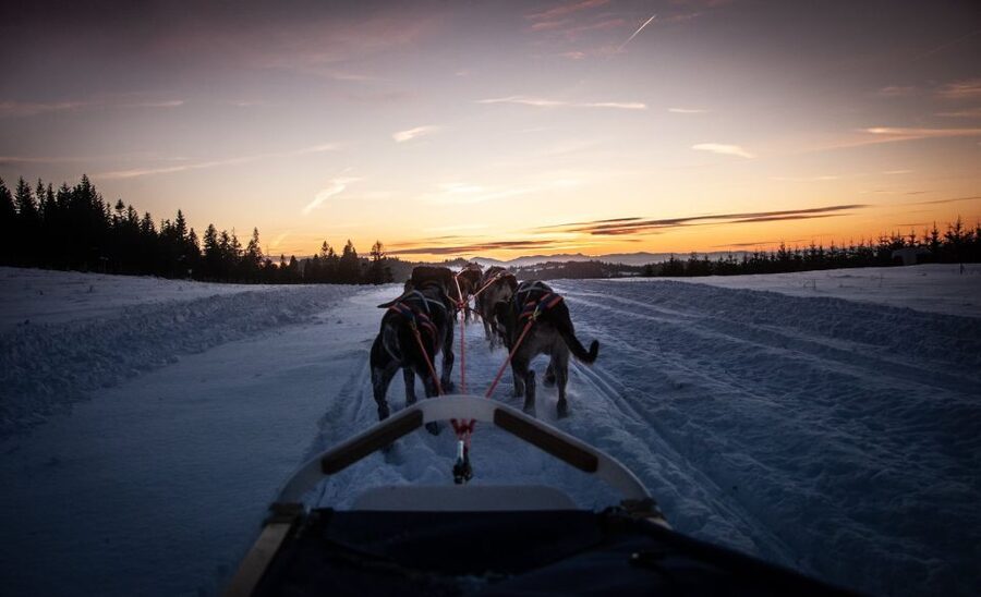 From Krakow: Dogsled Ride in Tatra Mountain - Should you book the Tatra dogsled ride?