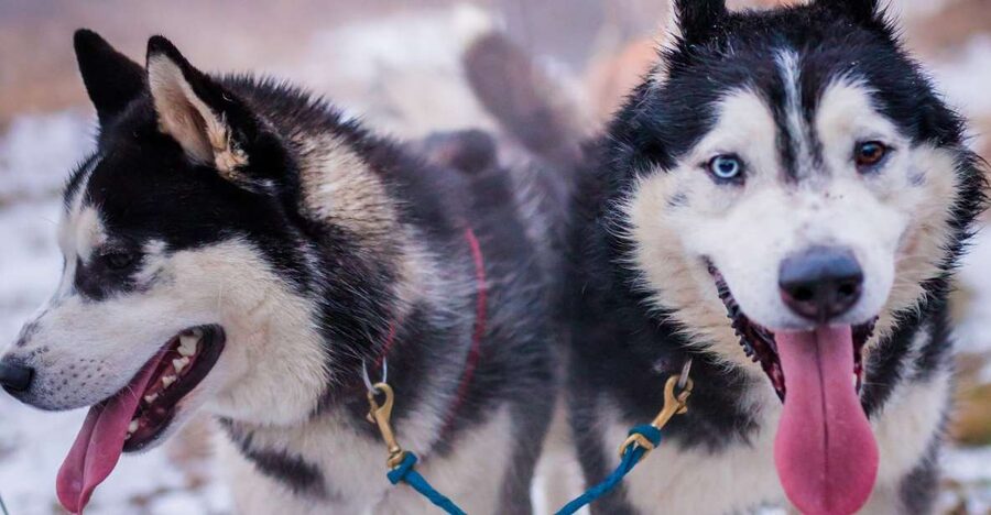 From Krakow: Dogsled Ride in Tatra Mountain - Learning how the sled works