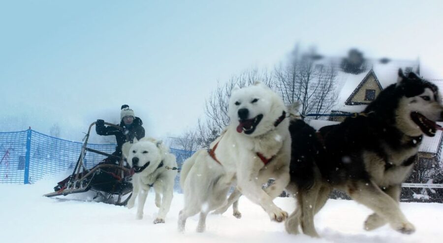 From Krakow: Dogsled Ride in Tatra Mountain - The 2-kilometer ride through Chocholowska Valley