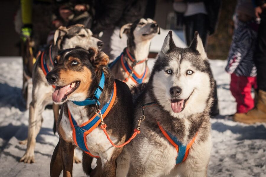 From Krakow: Dogsled Ride in Tatra Mountain - Is $391 per person good value?