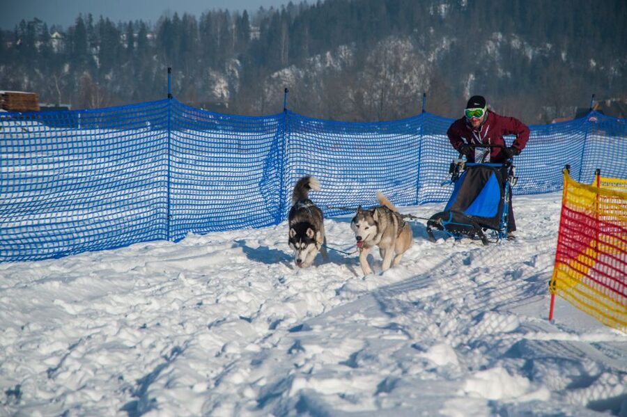 From Krakow: Dogsled Ride in Tatra Mountain - What to wear and what to expect on the day