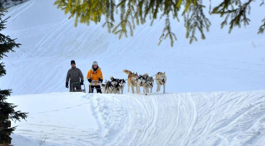 From Krakow: Dogsled Ride in Tatra Mountain - Meeting the huskies at the reserve