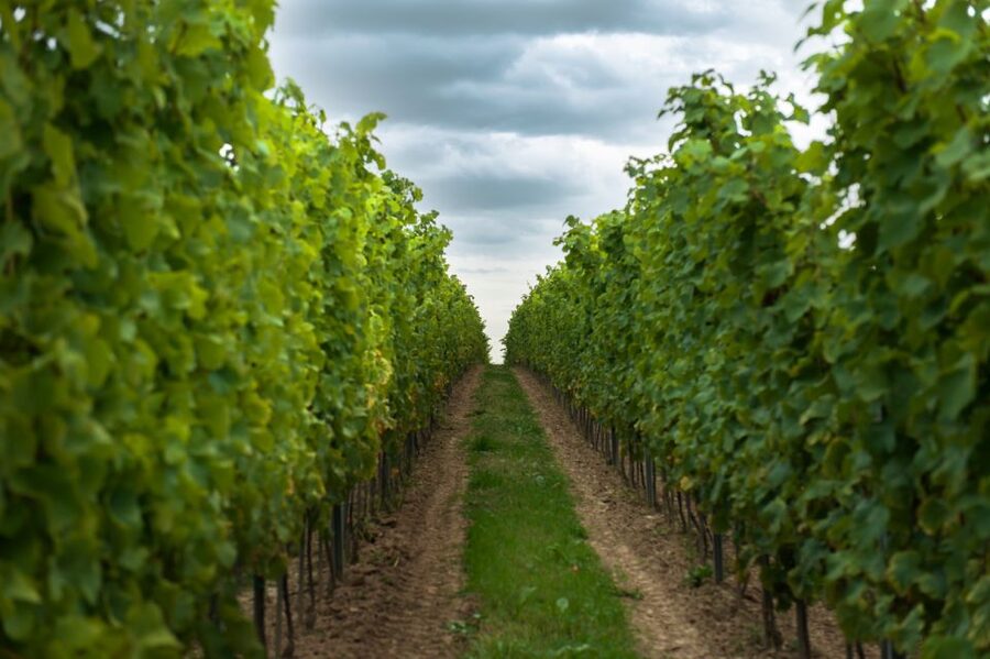 From Krakow: Wine Tasting at Vineyard - Is $224 fair for three hours?
