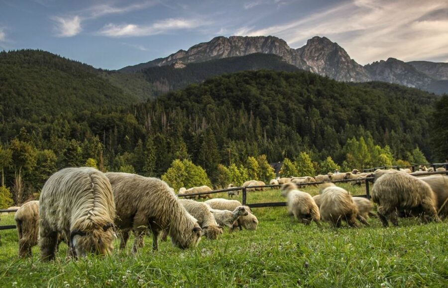 From Krakow: Zakopane & Hot Thermal Springs Private Tour - Why this Krakow day trip works