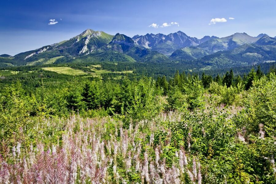 From Krakow: Zakopane Tatra Mountains & Hot Springs Tour - Krupówki, Zakopane’s main street
