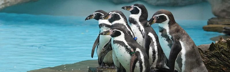 From Krakow: Zoo Trip with Private Luxury Transfer - Key points before you book