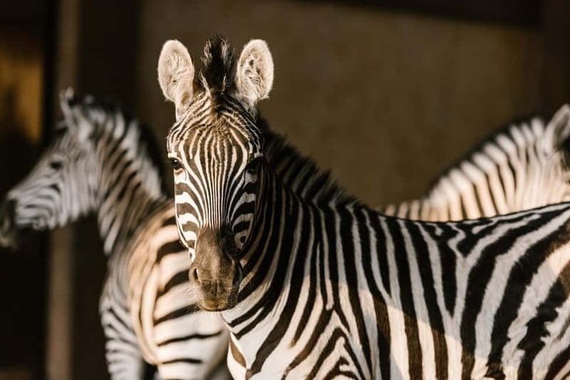 From Krakow: Zoo Trip with Private Luxury Transfer - Why Krakow Zoo makes a good outdoor break