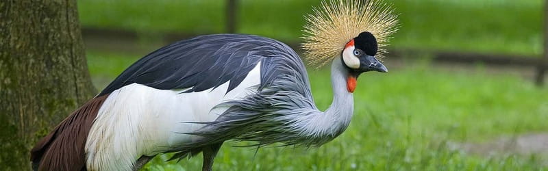 From Krakow: Zoo Trip with Private Luxury Transfer - The forest beyond the zoo gates