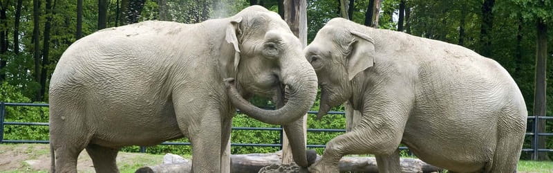 From Krakow: Zoo Trip with Private Luxury Transfer - Timing, walking, and the slightly unclear schedule
