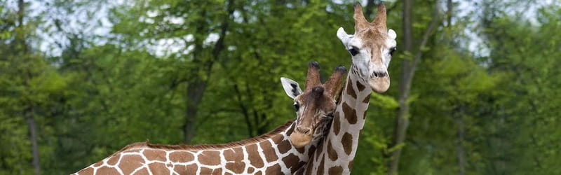 From Krakow: Zoo Trip with Private Luxury Transfer - Is the $102 price fair?