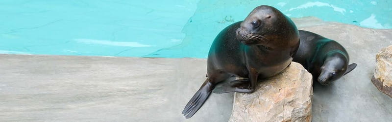 From Krakow: Zoo Trip with Private Luxury Transfer - Who should choose this zoo outing?