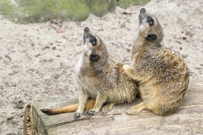 From Krakow: Zoo Trip with Private Luxury Transfer - Hotel pickup and the private ride from Krakow