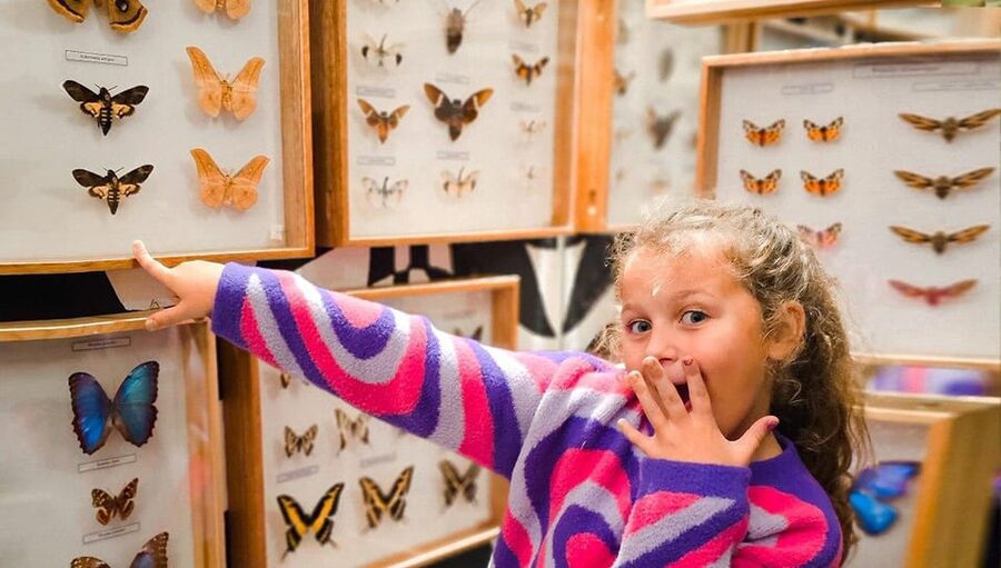 Krakow: Living Butterflies Museum ''House Of Attractions'' - Key points at a glance