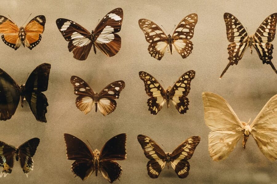 Krakow: Living Butterflies Museum ''House Of Attractions'' - Practical details before you book