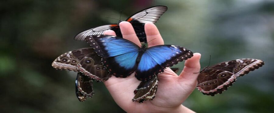 Krakow: Museum of Living Butterflies 2+1 - Key points at a glance