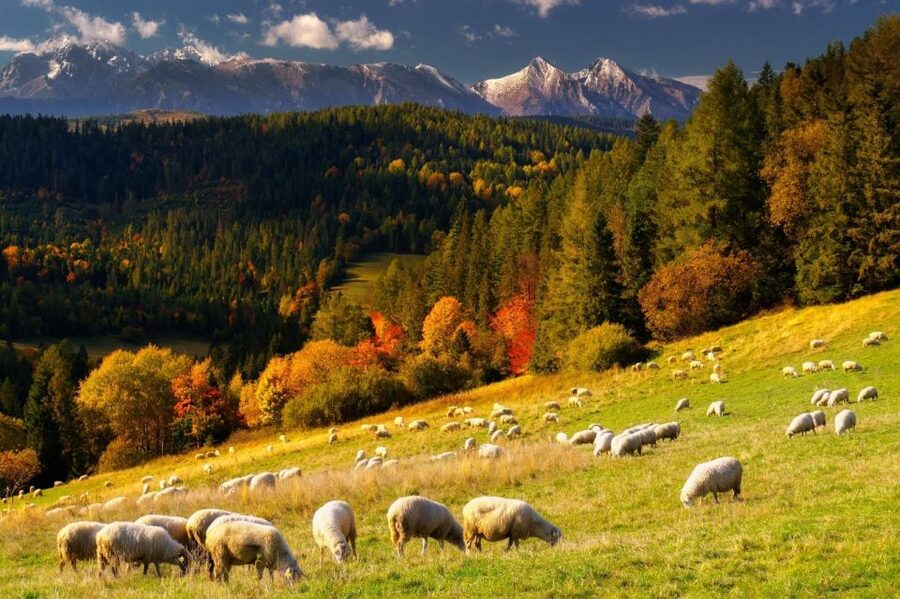 Krakow: Zakopane, Thermal Baths, Cable Car, Vodka, Oscypek - Wielka Krokiew and the cheese tasting