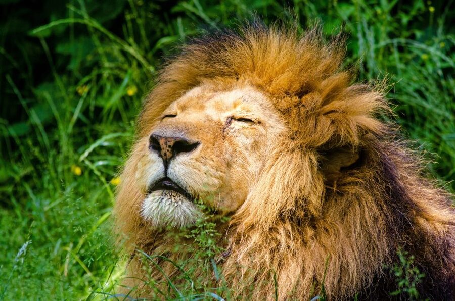 Krakow: Zoo with Hotel Pickup - A forest zoo rather than a quick city attraction