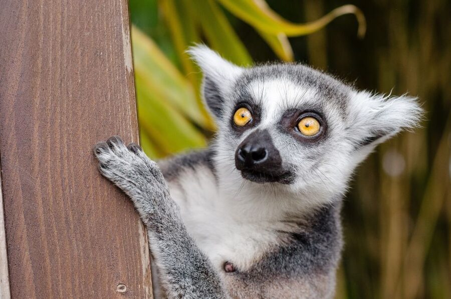 Krakow: Zoo with Hotel Pickup - Is $56 a fair price?