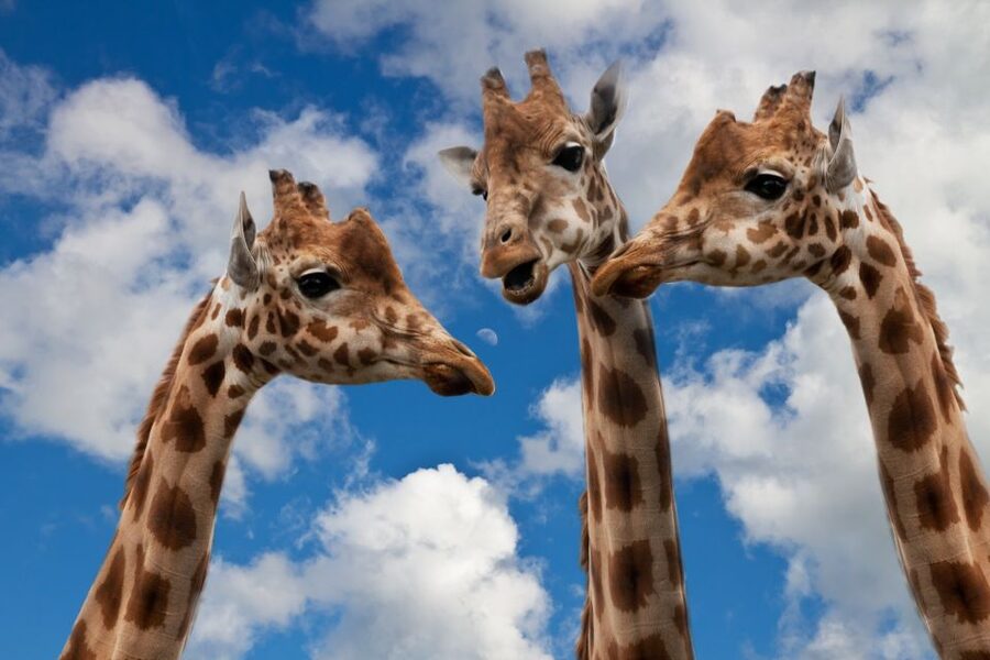 Krakow: Zoo with Hotel Pickup - The star animals and conservation work