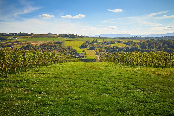 Wieliczka Vineyard: Wine tasting with local snacks - Walking among the vines before the tasting