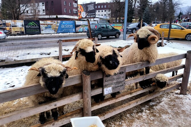 Zakopane Private day trip from Krakow with Hot Springs, cable Car - Krupówki Street puts you in the center of Zakopane