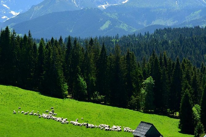 ZAKOPANE & THERMAL SPRINGS, Funicular, Cheese Tasting - Oscypek at a shepherd’s hut