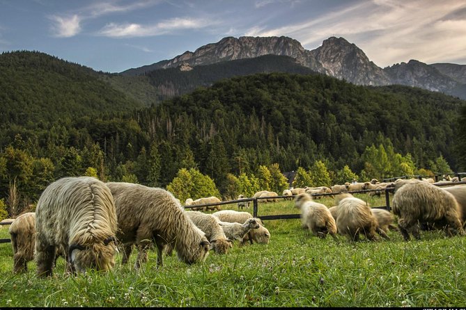 Zakopane & Thermal Springs: Private Tour - Who should book this Zakopane day trip?